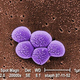 Illustration for article titled Could New Therapies For Drug-Resistant Staph Help To Breed Even Worse Mutant Super-Bacteria?